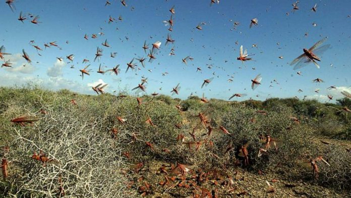 Swarm of locusts images
