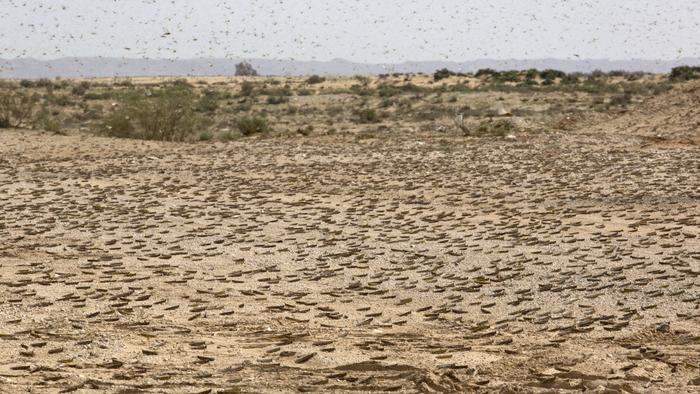 Swarms of locusts 2019